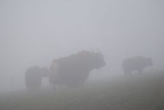 yakzucht Maichin 20.12.2015 Nebelwetter.JPG