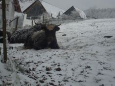 yakzucht Maichin 3.1.2016 Yakstier Nero. geb. Sommer 2015