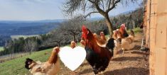 Yakzucht Maichin 5.3.2023 das Sulmtaler Huhn