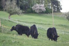 Yakzucht-Maichin Zur Zeit der Obstbaumbluete.JPG