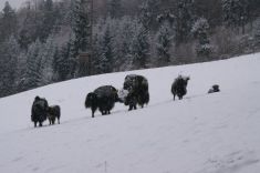 Yakzucht-Maichin (8.12.2012 Winter ist´s in der Oststeiermark2.JPG