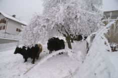 Yakzucht-Maichin 3.2.2014 Eis und Schnee... null problemo.JPG