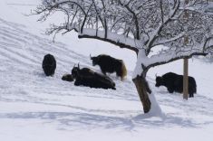 Yakzucht-Maichin viel Schnee bei uns 23.2.2013.. 3.JPG