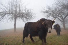 yakzucht Maichin 20.12.2015 Yakkalbin Yakline... eine Schoenheit