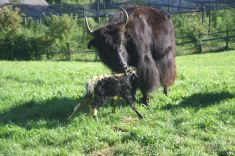 Yakzucht Maichin. 3.9.2013 Besia´s Kalb kurz nach der Geburt.JPG